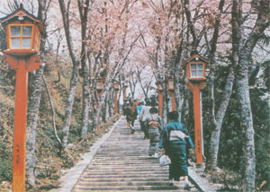 御神木
大いちょう